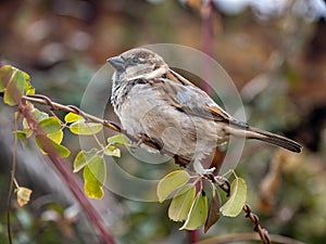 House Sparrow on a Twig