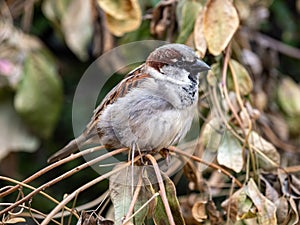 House Sparrow on a Twig