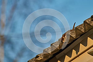 House Sparrow in the village.