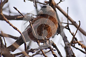 House sparrow waiting for the bird feeder to refill