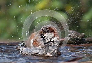 House sparrow washes himself with a lot of droplets