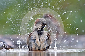 House sparrow washes himself with a lot of drops