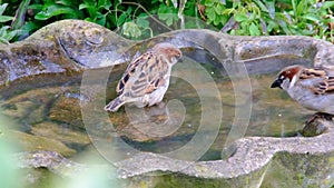 House Sparrow washing and drinking in urban house garden.