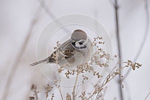 House sparrow in the wild extracts food