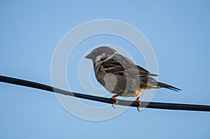 House Sparrow on a wire.