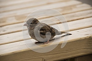 House sparrow on a wooden table. Sparrows are accustomed to the urban environment