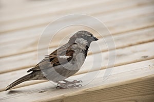 House sparrow on a wooden table. Sparrows are accustomed to the urban environment