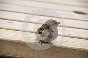 House sparrow on wooden table. Sparrows are accustomed to the urban environment