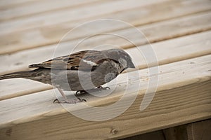 House sparrow on wooden table. Sparrows are accustomed to the urban environment