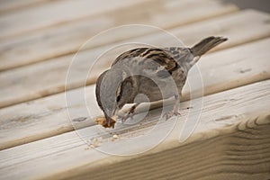 House sparrow on wooden table. Sparrows are accustomed to the urban environment