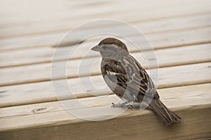 House sparrow on a wooden table. Sparrows are accustomed to the urban environment