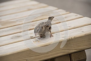 House sparrow on wooden table. Sparrows are accustomed to the urban environment