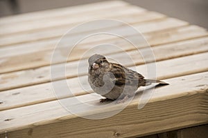 House sparrow on wooden table. Sparrows are accustomed to the urban environment