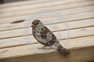 House sparrow on wooden table. Sparrows are accustomed to the urban environment