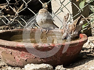 House Sparrows Cooling Off: Summer Splash