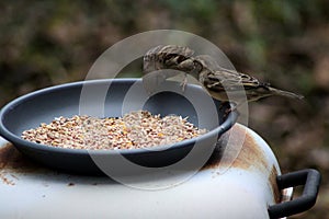 House sparrows eating seed