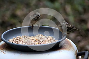 House sparrows eating seed