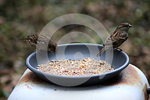 House sparrows eating seed