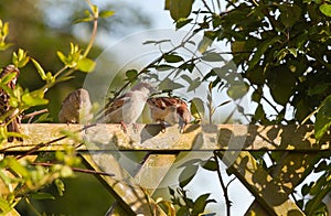 House sparrows on fence