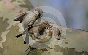 House sparrows mating