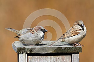 House Sparrows (Passer domesticus) photo