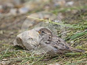 house sparrows passer domesticus