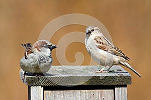 House Sparrows (Passer domesticus)