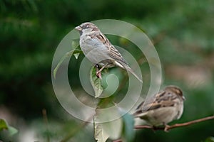 House Sparrows (Passer domesticus) perched on a small tree branch with another bird unfocused in the background