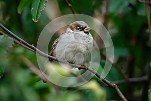 House Sparrows (Passer domesticus) perched on a small tree branch right in the middle