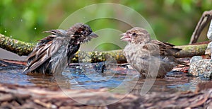 House sparrows playing with each other in a water pond