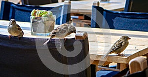 House sparrows are waiting for breadcrumbs.