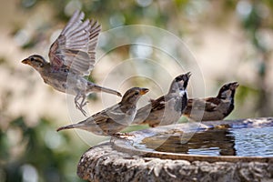 House sparrows  160722-2866 photo