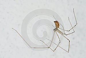 House spider