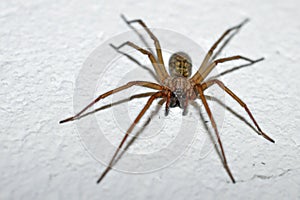 House Spider
