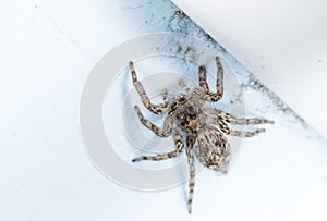 House spider