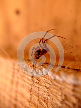 House spider close-up on the background of a wooden plank