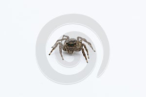 House Spider close up