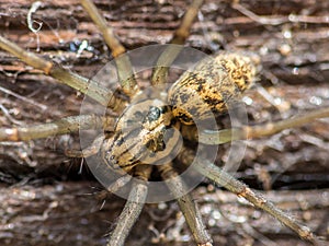 House spider macro