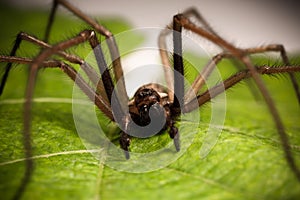 House spider