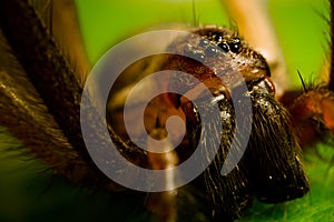 House spider - macro (2)