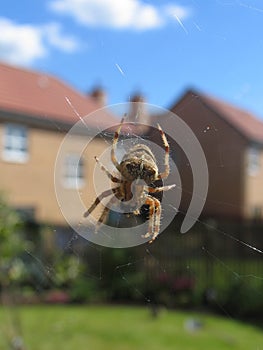 House spider (suburban setting)