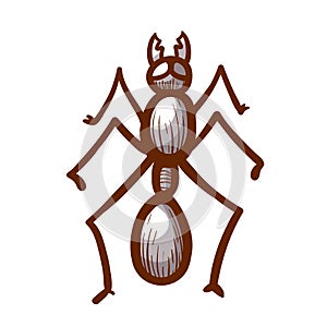 House, sugar, stink or coconut ant hand drawn icon. Tapinoma sessile pictogram. House parasite symbol.