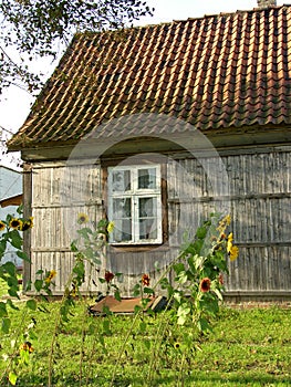 House and sunflowers photo