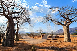 House surrounded by baobab trees in Africa