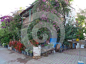 House surrounded by bougainvillea in Antalya Kekova