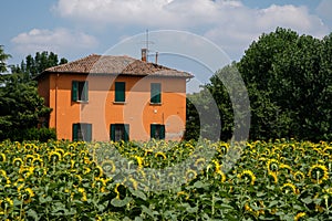 House surrounded by sunflowers