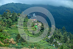 House in Tea plantation in hills and vallys