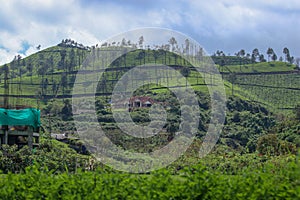 House in Tea plantation in hills and vallys