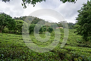 House on tea plantation mountain. Cottage on green tea garden. Landscape view agriculture farm and rural village