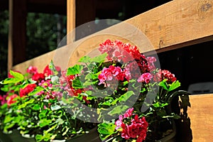 House terrace barrier and geranium flowers
